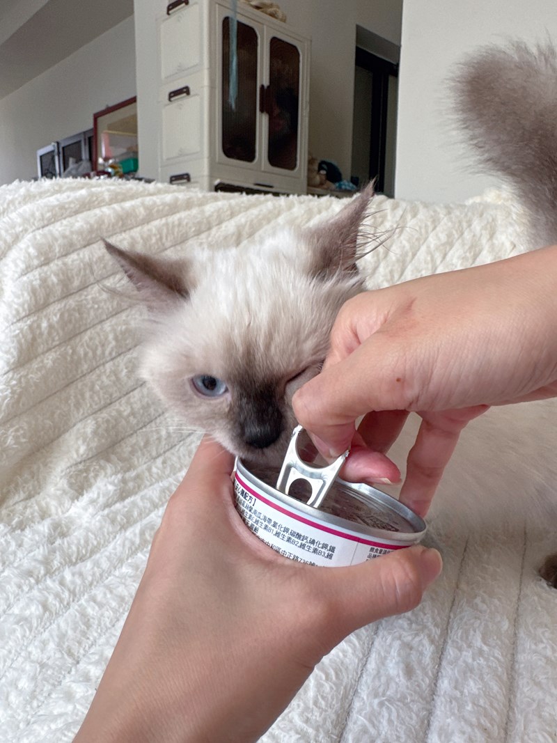 女人知己試用大隊,口碑行銷,部落客行銷,PURRFACT 波菲特貓用主食罐,主食罐,PURRFACT波菲特,貓主食罐,貓罐,PURRFACT波菲特貓用主食罐,魚肉蔓越莓主食罐,鮮嫩雞主食罐,鹿肉雞肉主食罐,牛肉鵪鶉貓主食罐,干貝蠶蛹配方,鱷魚肉白木耳配方,雞肉魚肉配方,安心鶉配方,評價,體驗,適口性佳,心得,成貓適用,高齡貓適用,質地是慕絲狀